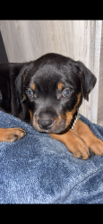 Lost Male Dog last seen Behind James hardie, Cleburne, TX 76031