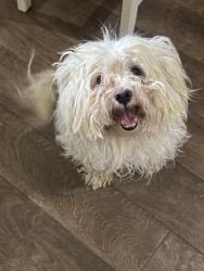 Reunited Male Dog last seen Belclaire Community, Cleburne, TX 76033