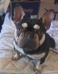 Reunited Unknown Dog last seen Near Downer Ave, Richmond, CA 94804, USA, Richmond, CA 94804