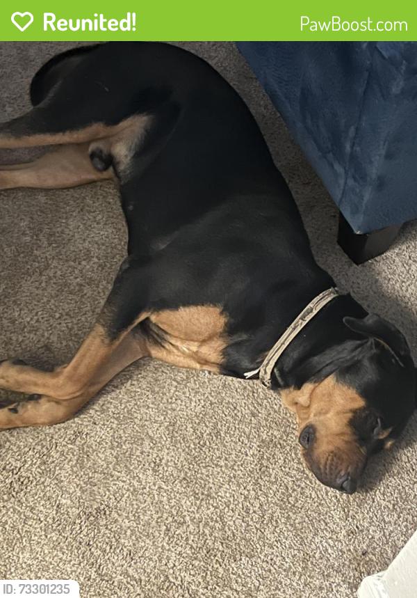 Reunited Male Dog last seen 69st and walnut park dr, Upper Darby Township, PA 19082