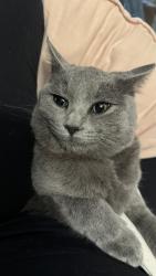 Lost Female Cat last seen Poinsettia and Oleander, Vista, CA 92081