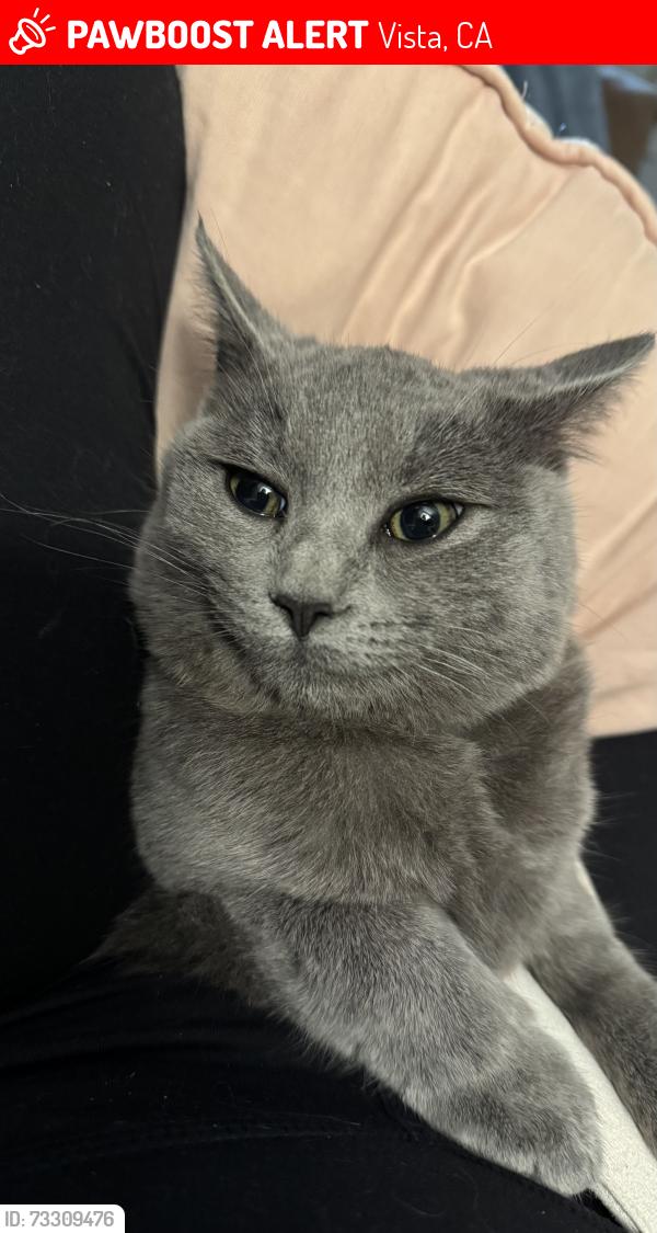 Lost Female Cat last seen Poinsettia and Oleander, Vista, CA 92081