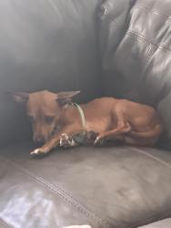 Found/Stray Male Dog last seen 54th street, Galveston, TX 77551
