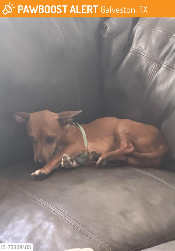 Found/Stray Male Dog last seen 54th street, Galveston, TX 77551