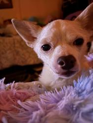 Lost Male Dog last seen Parsons ave., Columbus, OH 43207