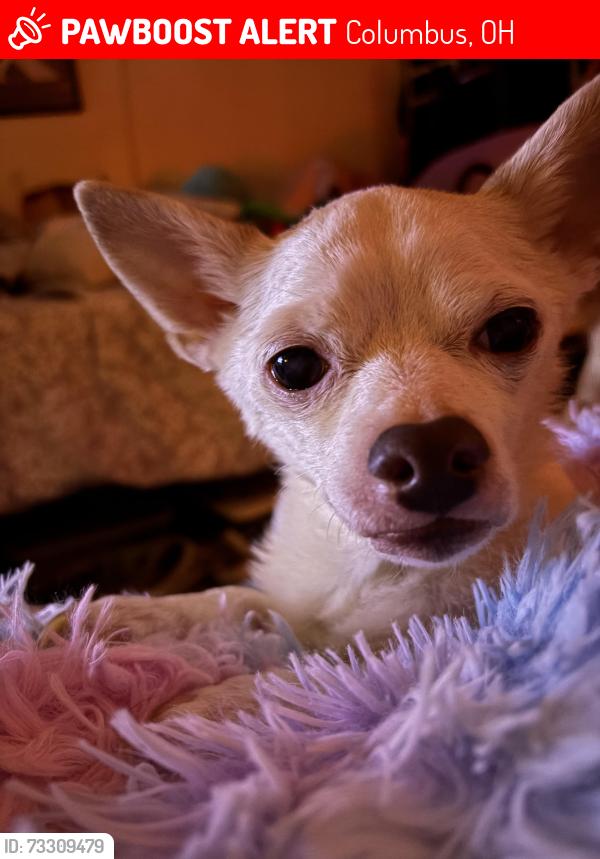Lost Male Dog last seen Parsons ave., Columbus, OH 43207