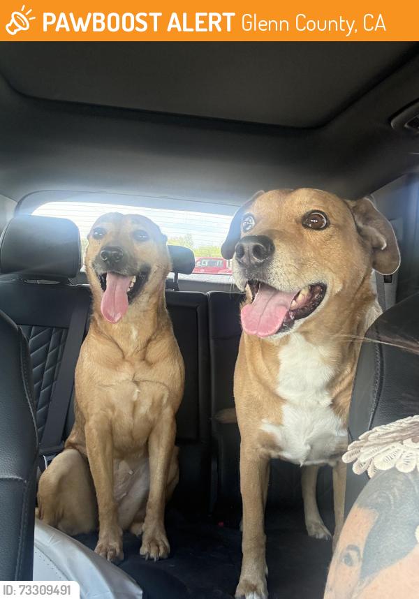 Found/Stray Male Dog last seen Lindsay and 202, Glenn County, CA 95963