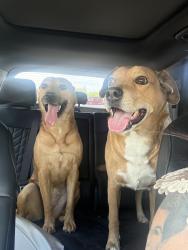 Found/Stray Male Dog last seen Lindsay and 202, Glenn County, CA 95963