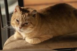 Lost Male Cat last seen Perry ave, Bremerton, WA 98310