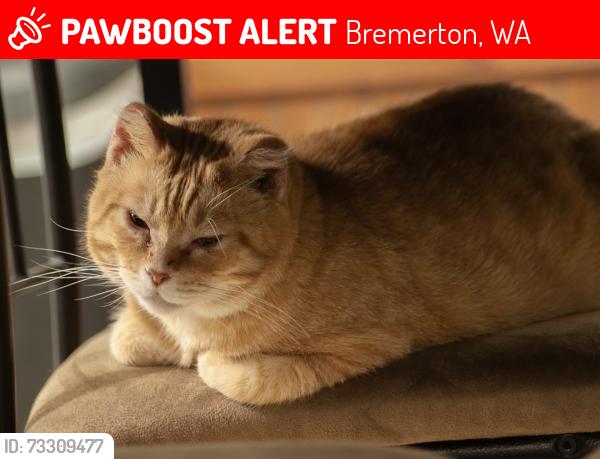 Lost Male Cat last seen Perry ave, Bremerton, WA 98310
