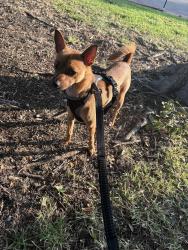 Lost Male Dog last seen Andys frozen custard, Dallas, TX 75248