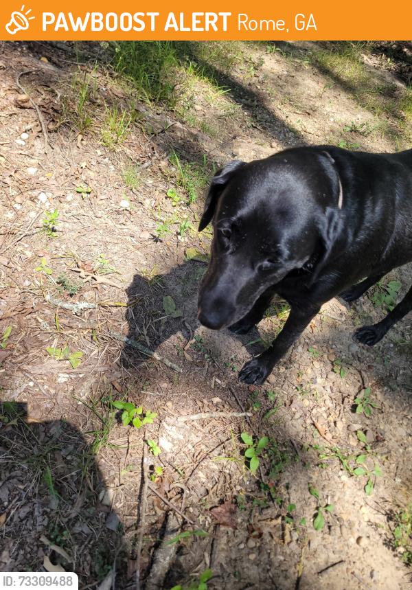 Found/Stray Female Dog last seen Cunningham and Blacks Bluff, Rome, GA 30147