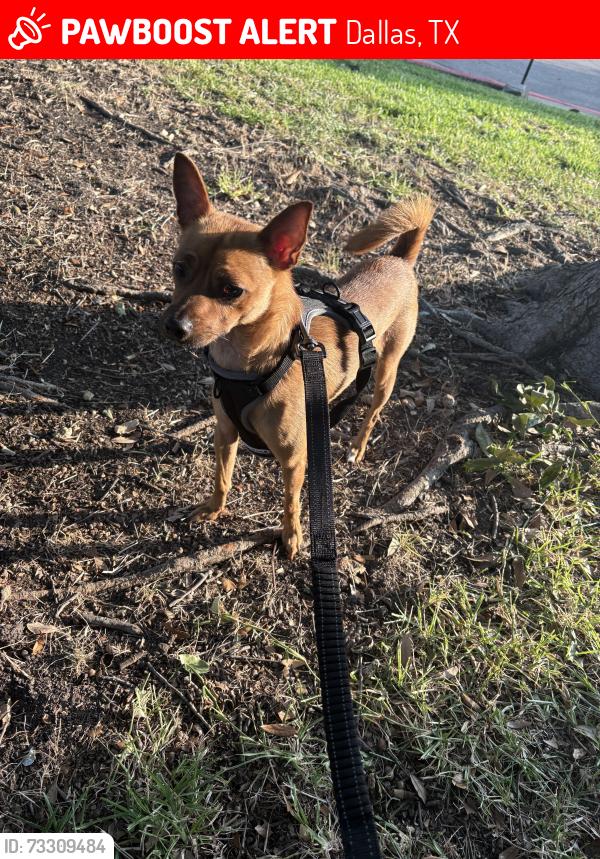 Lost Male Dog last seen Andys frozen custard, Dallas, TX 75248