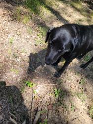 Found/Stray Female Dog last seen Cunningham and Blacks Bluff, Rome, GA 30147