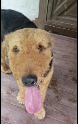 Reunited Male Dog last seen Near Chestnut Hill Rd, Black Mountain, NC 28711, USA, Black Mountain, NC 28711