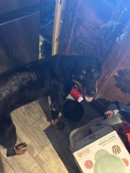 Reunited Female Dog last seen Near family dollar and Bonnie drive, Fort Worth, TX 76116