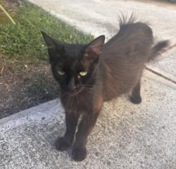 Lost Female Cat last seen Compton Jr High, Pico Ave, Bakersfield, Bakersfield, CA 93301