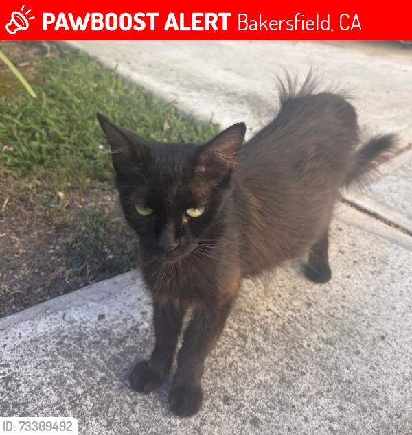 Lost Female Cat last seen Compton Jr High, Pico Ave, Bakersfield, Bakersfield, CA 93301