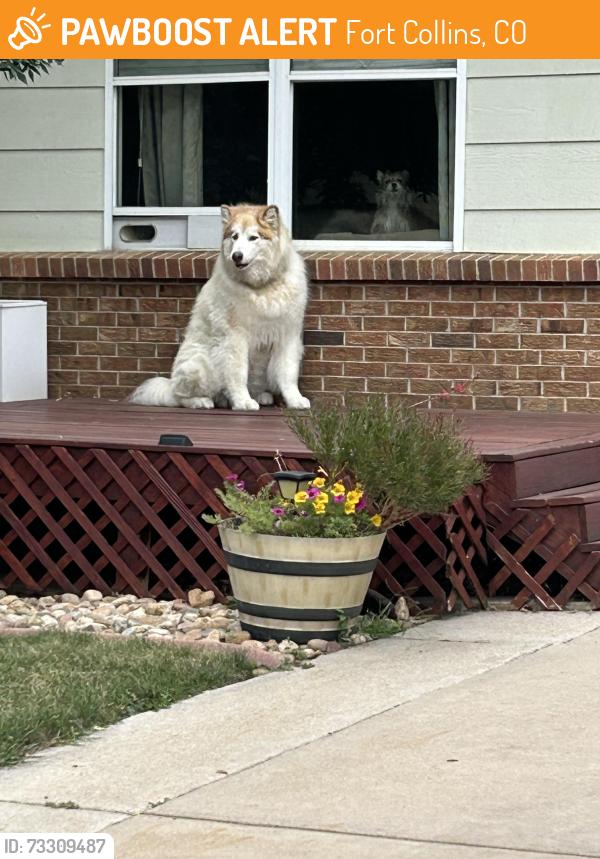Found/Stray Unknown Dog last seen Near Colony Drive, Fort Collins, CO 80526