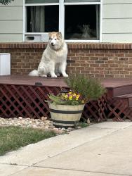 Found/Stray Unknown Dog last seen Near Colony Drive, Fort Collins, CO 80526
