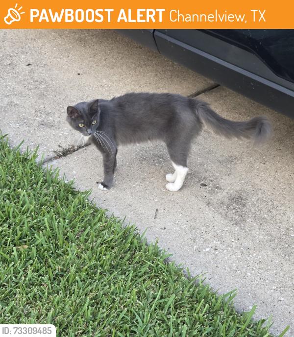 Found/Stray Female Cat last seen Stevenage Street, Channelview, TX 77530