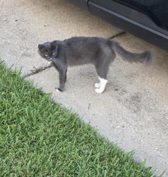 Found/Stray Female Cat last seen Stevenage Street, Channelview, TX 77530