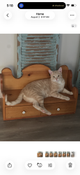 Lost Male Cat last seen Hayes Rd, Central Ave, Summerville, SC 29483