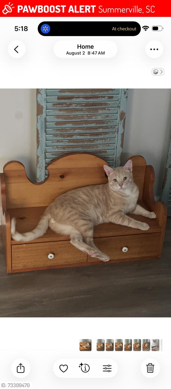 Lost Male Cat last seen Hayes Rd, Central Ave, Summerville, SC 29483