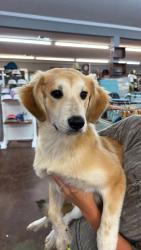Lost Female Dog last seen catherine st, Mobile, AL 36603