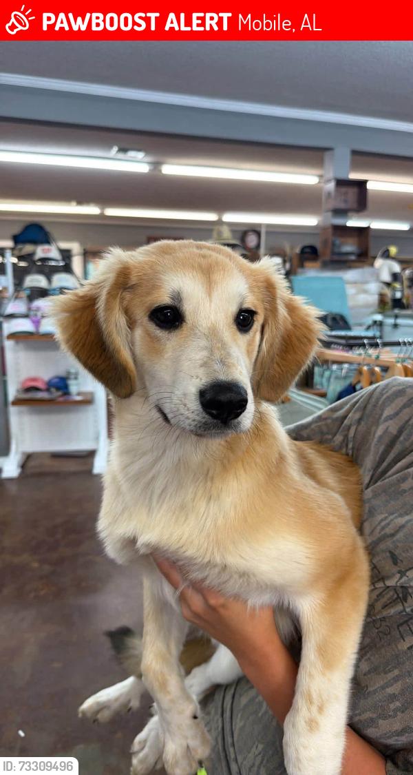 Lost Female Dog last seen catherine st, Mobile, AL 36603