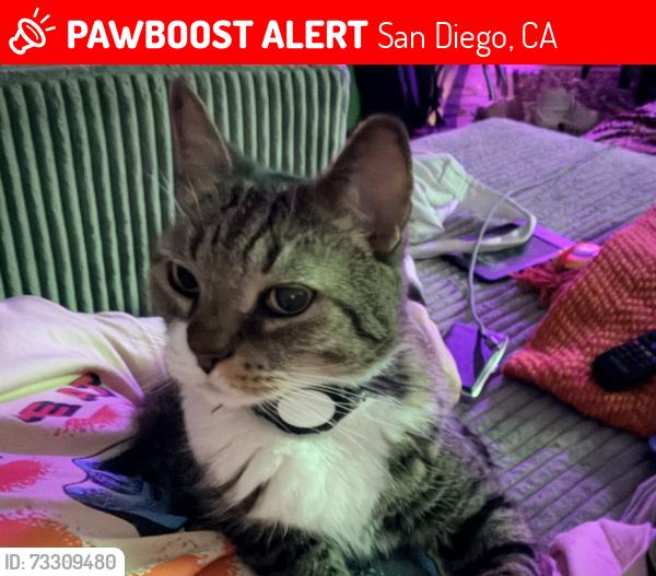 Lost Male Cat last seen west point loma blvd and bacon, San Diego, CA 92106