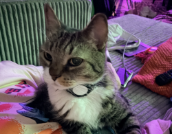 Lost Male Cat last seen west point loma blvd and bacon, San Diego, CA 92106