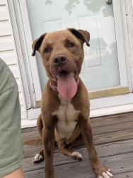 Reunited Male Dog last seen Chapman funeral home, Stony Point, NC 28678