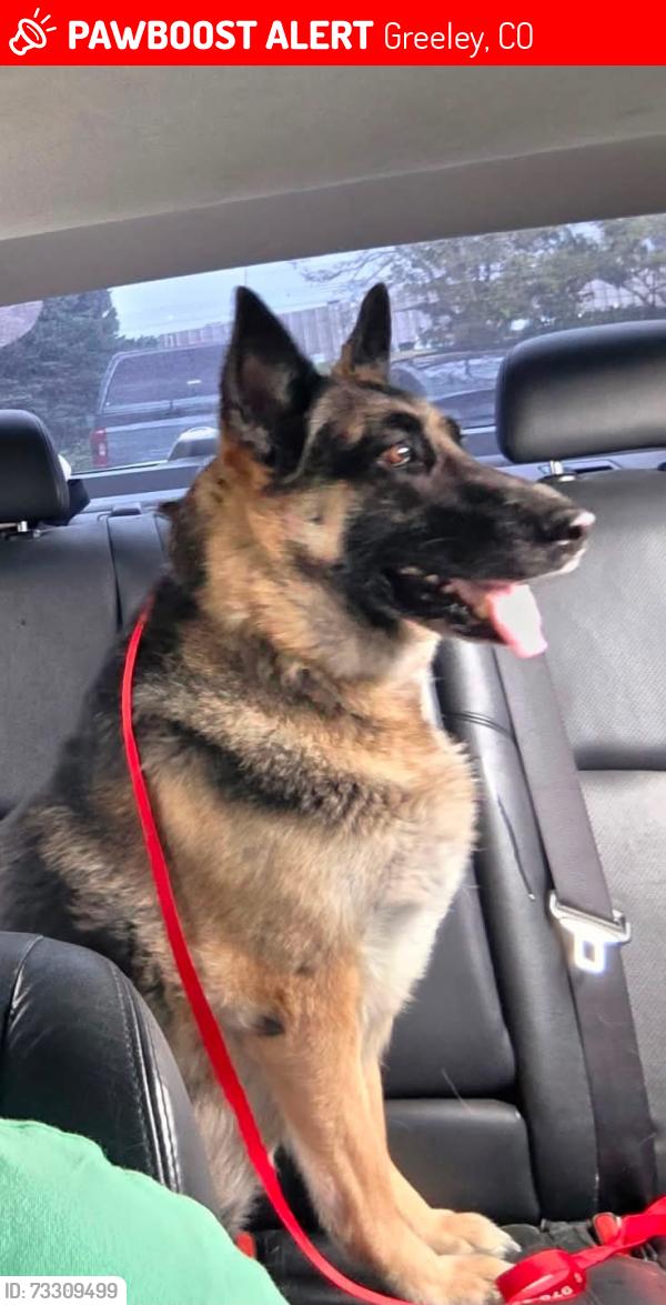 Lost Female Dog last seen 11th ave and 18th st, Greeley, CO 80631