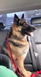 Lost Female Dog last seen 11th ave and 18th st, Greeley, CO 80631