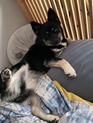 Reunited Female Dog last seen Commodore drive, Newport News, VA 23602