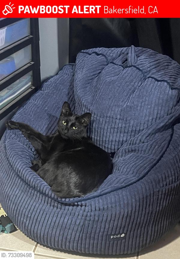 Lost Female Cat last seen Vancouver Drive, Bakersfield, CA, Bakersfield, CA 93309