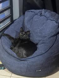 Lost Female Cat last seen Vancouver Drive, Bakersfield, CA, Bakersfield, CA 93309