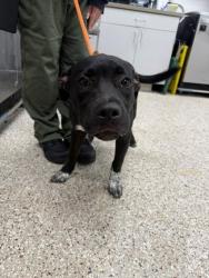 Shelter Stray Female Dog last seen Lewis Rd, County/Unicorporated, NC, 1491 Business Park Ct, Gastonia, NC 28052, USA