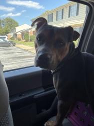 Shelter Stray Male Dog last seen Near Brunswick Ave, New Bern City Limits,, 1639 Old Airport Rd, New Bern, NC 28562, USA