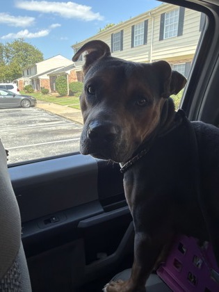 Shelter Stray Male Dog last seen Near Brunswick Ave, New Bern City Limits,, 1639 Old Airport Rd, New Bern, NC 28562, USA