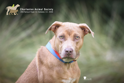 Shelter Stray Female Dog last seen Near Ashley Phosphate Road, North Charleston, SC, 2455 Remount Rd, North Charleston, SC 29406, USA