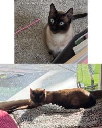 Reunited Male Cat last seen E Blue Sage Rd, Gilbert, AZ 85297