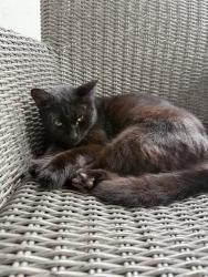 Lost Male Cat last seen Hollow branch and east Brooke, Winter Park, FL 32792