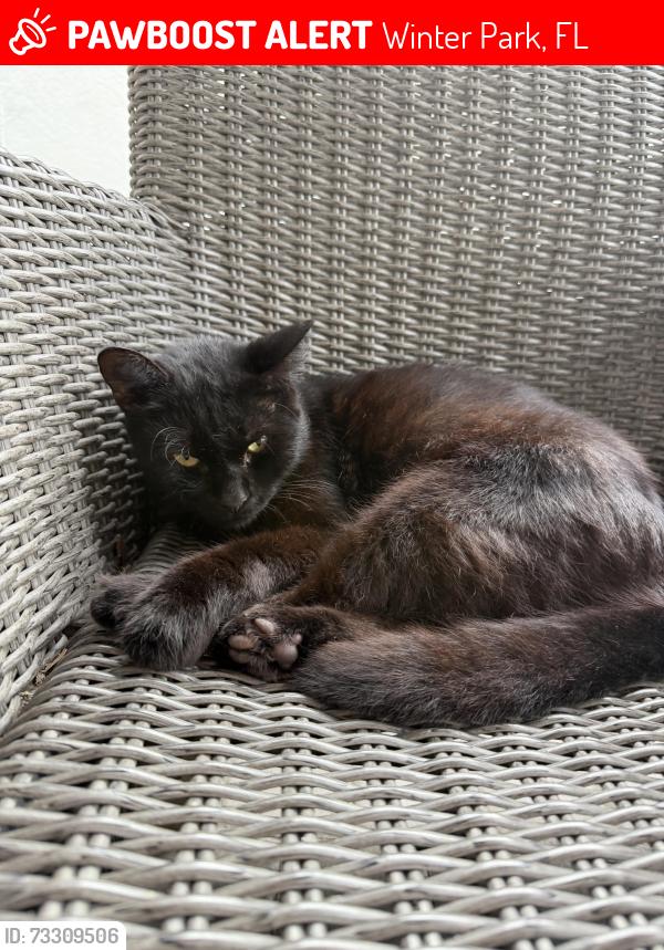 Lost Male Cat last seen Hollow branch and east Brooke, Winter Park, FL 32792