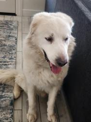 Reunited Male Dog last seen carmar and brently, Las Vegas, NV 89122