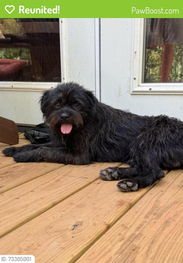 Reunited Male Dog last seen Marshall, nc, Marshall, NC 28753