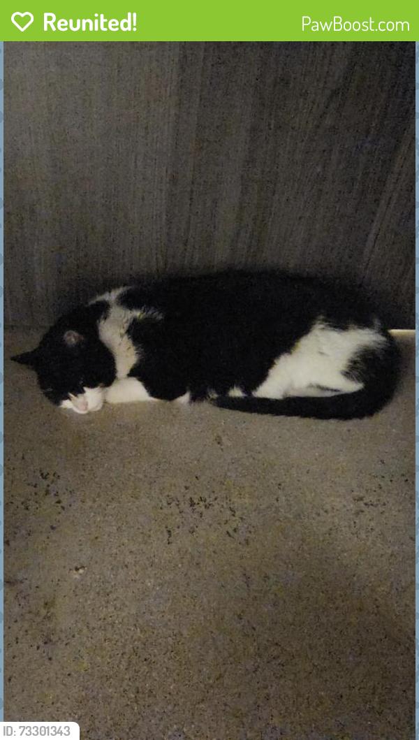 Reunited Female Cat last seen S Navajo and Quincy, Englewood, CO 80110