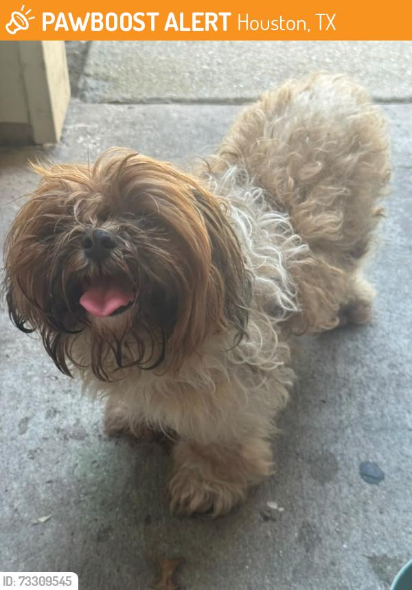 Found/Stray Unknown Dog last seen Near mangum Rd houston texas 77092, Houston, TX 77092
