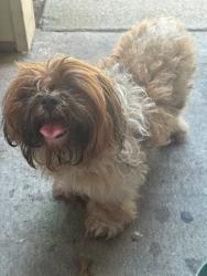 Found/Stray Unknown Dog last seen Near mangum Rd houston texas 77092, Houston, TX 77092